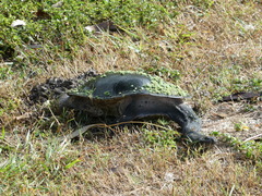 Chelodina expansa