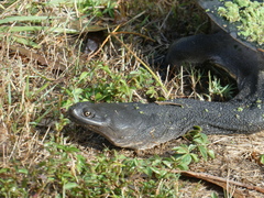 Chelodina expansa