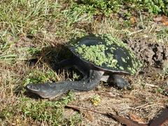 Chelodina expansa