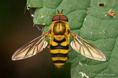 Syrphus knabi