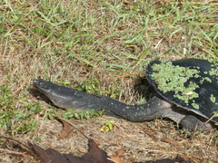 Chelodina expansa