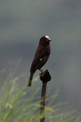 Amblyospiza albifrons