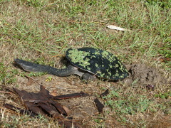 Chelodina expansa