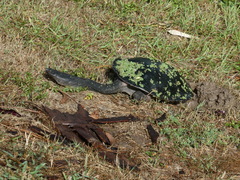 Chelodina expansa