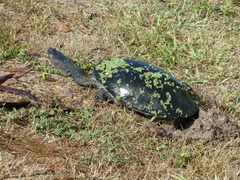 Chelodina expansa