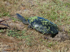 Chelodina expansa