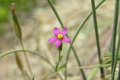 Centaurium cachanlahuen