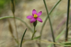 Centaurium cachanlahuen