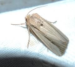 Leucania stenographa