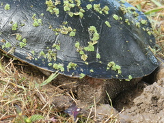 Chelodina expansa