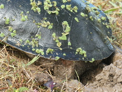 Chelodina expansa