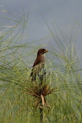 Amblyospiza albifrons