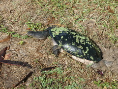 Chelodina expansa