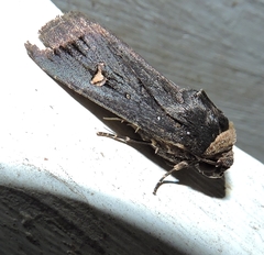 Proteuxoa cinereicollis