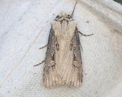 Agrotis obliqua