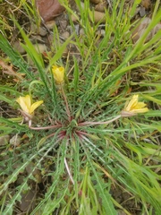 Oenothera flava