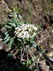 Astragalus australis