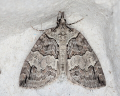 Hydriomena ruberata