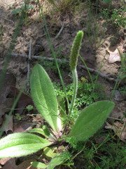 Plantago