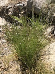 Lythrum californicum
