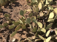 Opuntia confusa