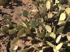 Opuntia confusa