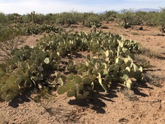 Opuntia confusa