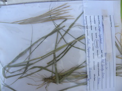 Trichloris pluriflora