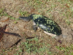 Chelodina expansa