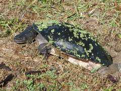 Chelodina expansa