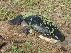 Chelodina expansa