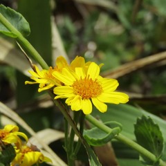 Senecio nigrescens