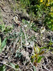 Astragalus australis