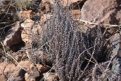 Astrolepis cochisensis