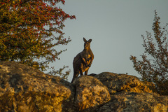 Osphranter robustus robustus
