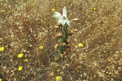 Chloraea piquichen