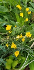 Crepis modocensis