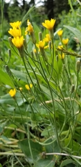 Crepis modocensis