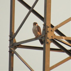 Falco biarmicus biarmicus