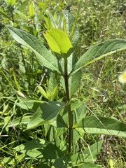 Silphium asteriscus latifolium