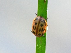 Chrysomela texana