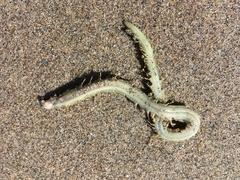 Phyllodocida