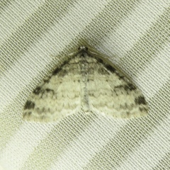 Lobophora nivigerata