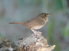 House Wren photo 4