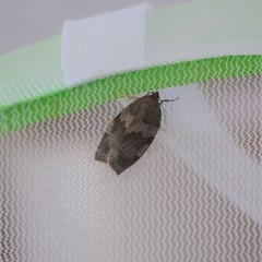 Choristoneura conflictana