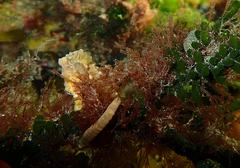 Hippocampus breviceps