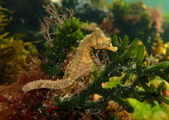 Hippocampus breviceps