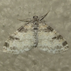 Lobophora nivigerata