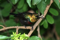 Cinnyris mariquensis