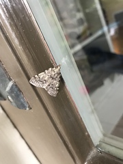 Aglossa pinguinalis